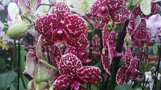 Обзор орхидей в теплице г.Долгопрудный. Это рай!😀