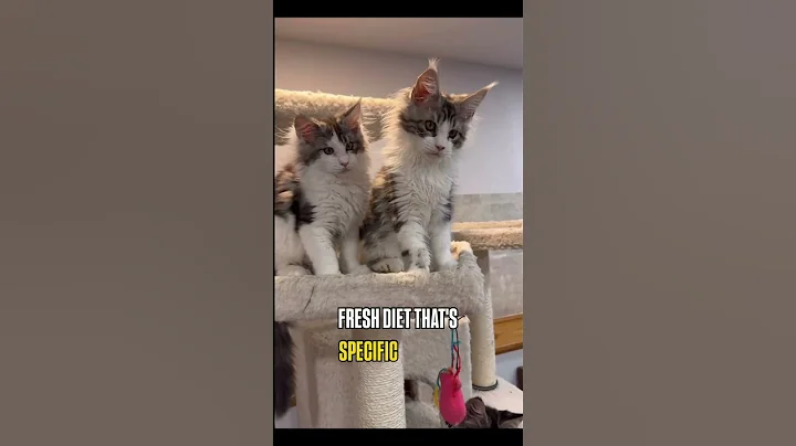 Video 11859571: mainecoon cat kitten pets, adopt mainecoon cat, cats catfood