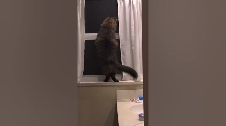 Watch the video about She waits for him every night...tonight he brought a friend 🤣 #cutecat #mainecoon #crazycats