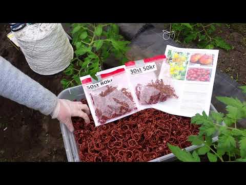 Video: Besprutning Av Tomater Från Sen Skada I Växthuset Och Det öppna Fältet