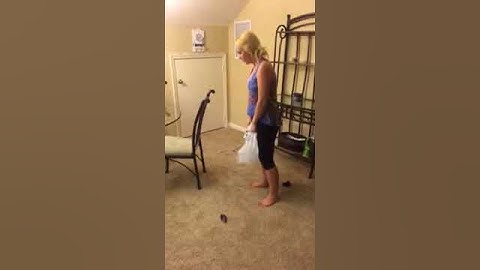 Garbage Bag Dog