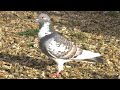 Pokesdown party pigeons