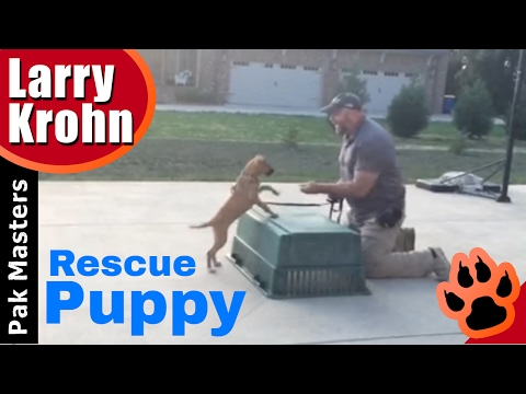 rescue-dog-is-not-a-breed-/-training-mixed-breeds-from-shelters