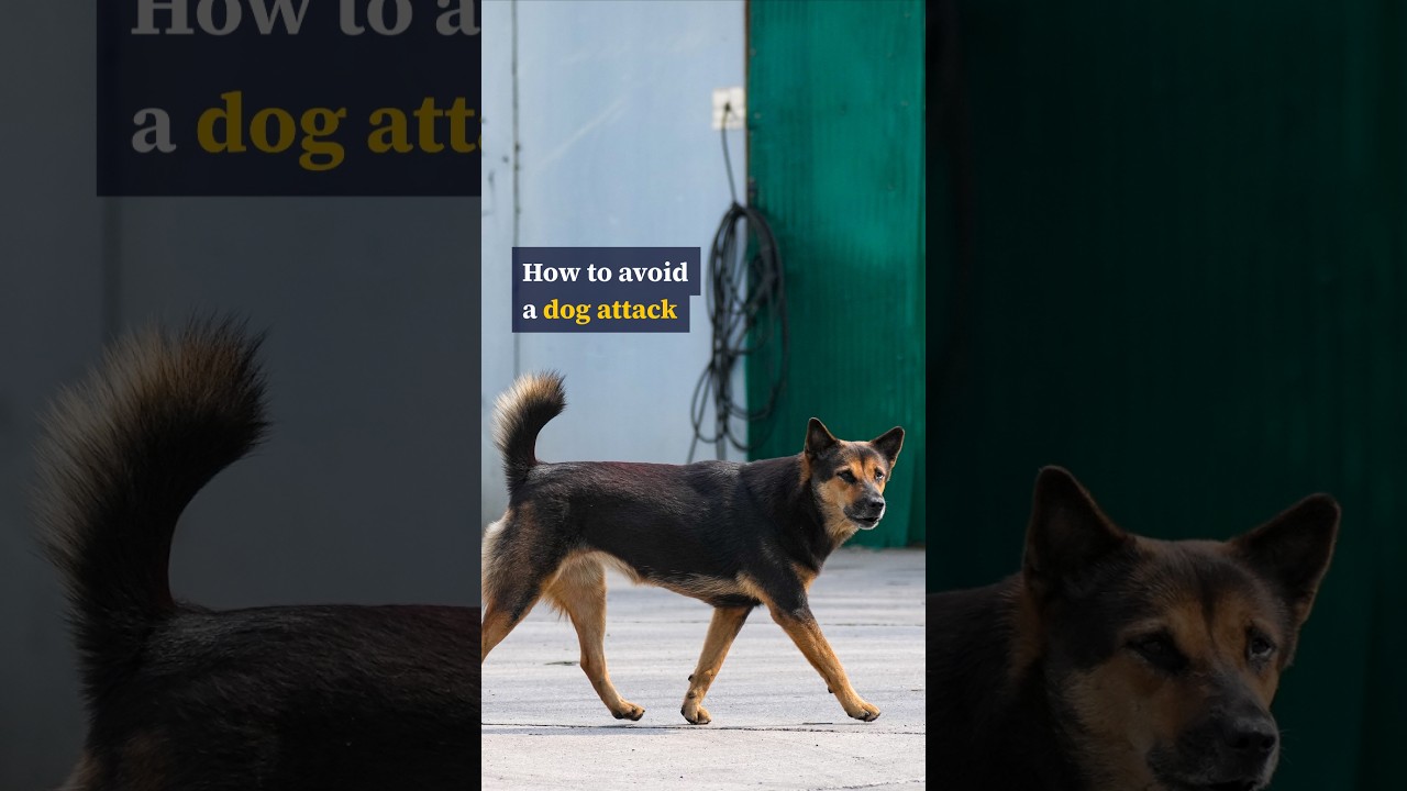 What to do if you encounter an aggressive dog