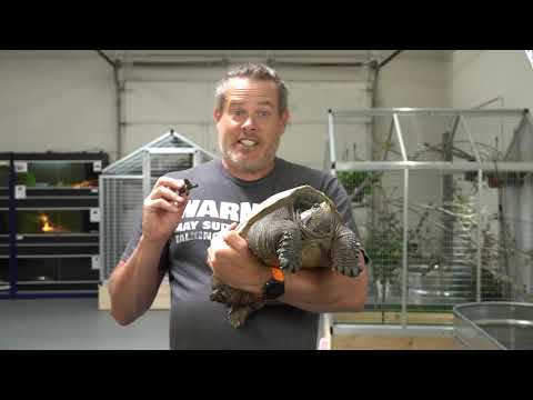 Snapping Turtle Season Starts