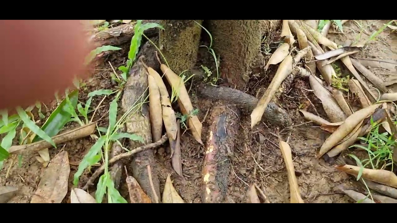 Penting untuk petani durian pemula! Jangan timbun batang utama terlalu dalam saat tanam.