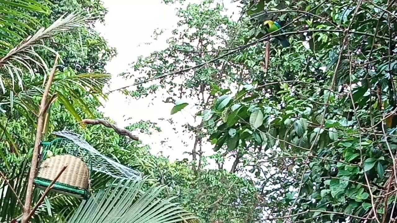 Denak burung daun / Hijau kepala kuning / cucak ranting /hijau sami (mat tokp)