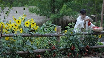 The life of tomato~番茄………的一生？| 花开好了，果子熟了，蕃茄红了，蕃茄火锅走起！| Liziqi Channel