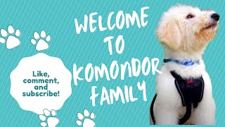 Welcome To Komondor Family | Komondor Dog by Komondor Family 2,915 views 3 years ago 1 minute, 30 seconds