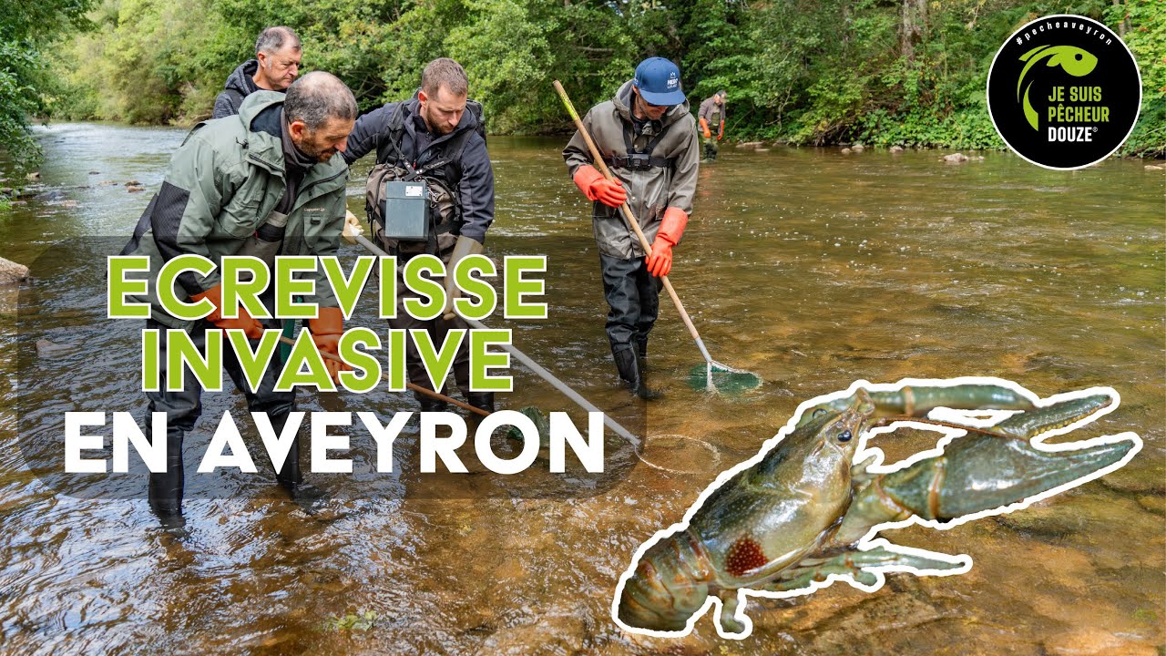 Écrevisse invasive - Une nouvelle espèce Exotique Envahissante en Aveyron 