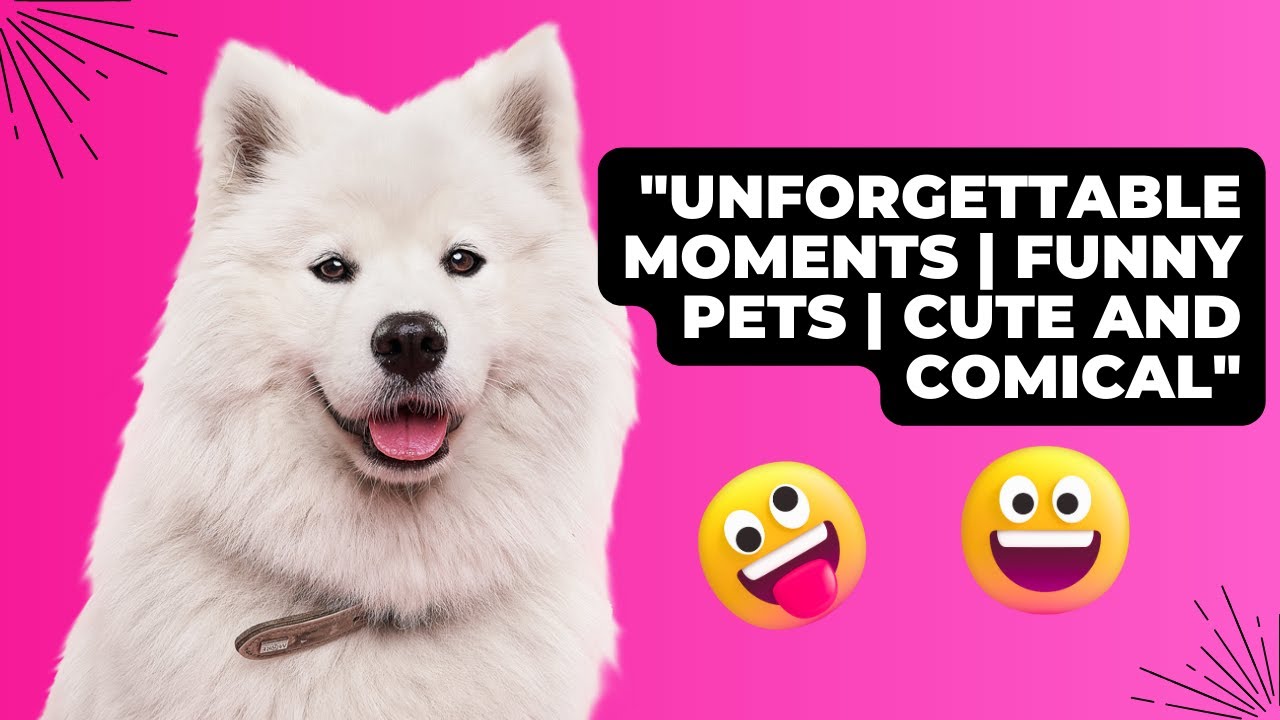 Unforgettable Moments with Funny Animals"