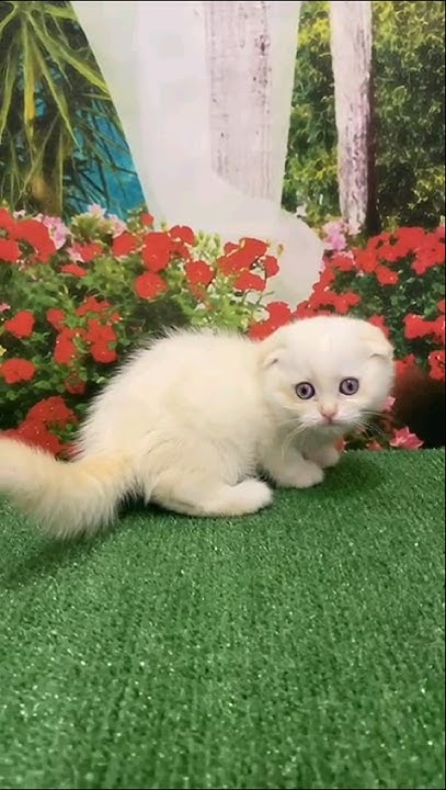 Очень похож на малыша Каспера, правда? Котёнок скоттиш килт фолд на ...