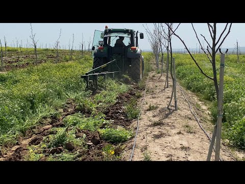 Video: Yeşil gübre mahsulünü nasıl kazıyorsunuz?