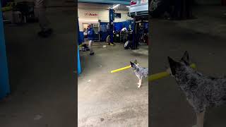 Bog Playing Baseball In Garage, Funny Video