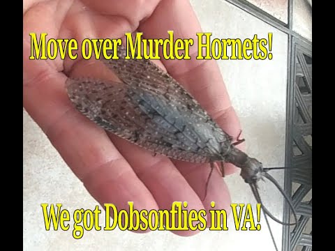 Dobsonfly (Corydalus cornutus) The Adult stage of the aquatic