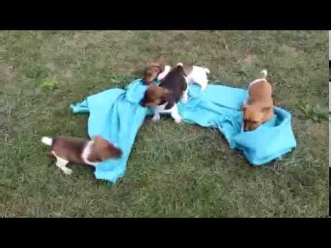 Anatolian Shepherd Puppies For Sale Anatolian Shepherd Puppies For Sale