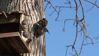 Nature Moments - Beautiful Bird's Nest for you!! | wowvideos screenshot 5