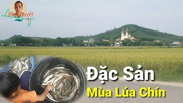 Lang Thang Trên Cánh Đồng Câu Được Bầy Cá Lóc Cá Rô Phi Khủng, Mùa Lúa Chín Vàng/ Lamkhuyet