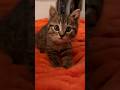 Со звуком антистресс звук мурлыканье котенок малыш маленькийкотенок Cuteanimals