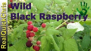 Wild Black Raspberry edible Plant identification of wildberry
