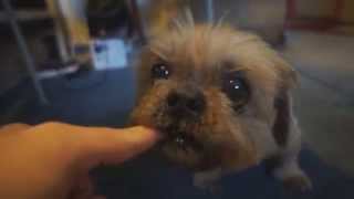 Shaggy Biting My Finger