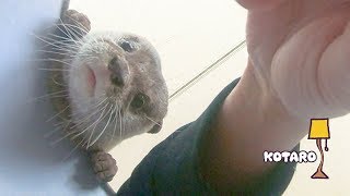 カワウソ コタロー　壊れたランプシェードから覗く　Kotaro the Otter Playing with Broken Lamp Shade