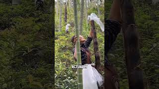 Why Farmers Cover Bamboo Shoots with Plastic Bags to Protect Growth