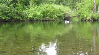 Salmon jumping