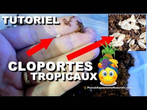 Naturareptiles - Produit