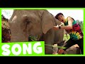 Elephant dance song  maple leaf learning