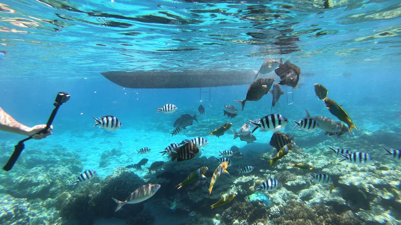 兄島海中公園キャベツビーチ Gopro6 小笠原諸島父島の観光 ドルフィンスイム ホエールウォッチング Youtube 兄島海中公園キャベツビーチ Gopro6 小笠原諸島父島の観光 ドルフィンスイム ホエールウォッチング Youtube