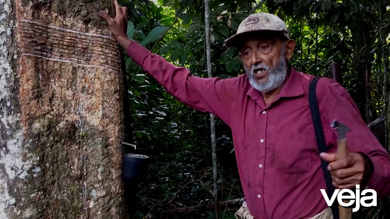 30 anos após Chico Mendes, seringueiros do Acre aderem à pecuária -  21/12/2018 - Poder - Folha