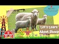 Lets learn about sheep online preschool learnings for kids