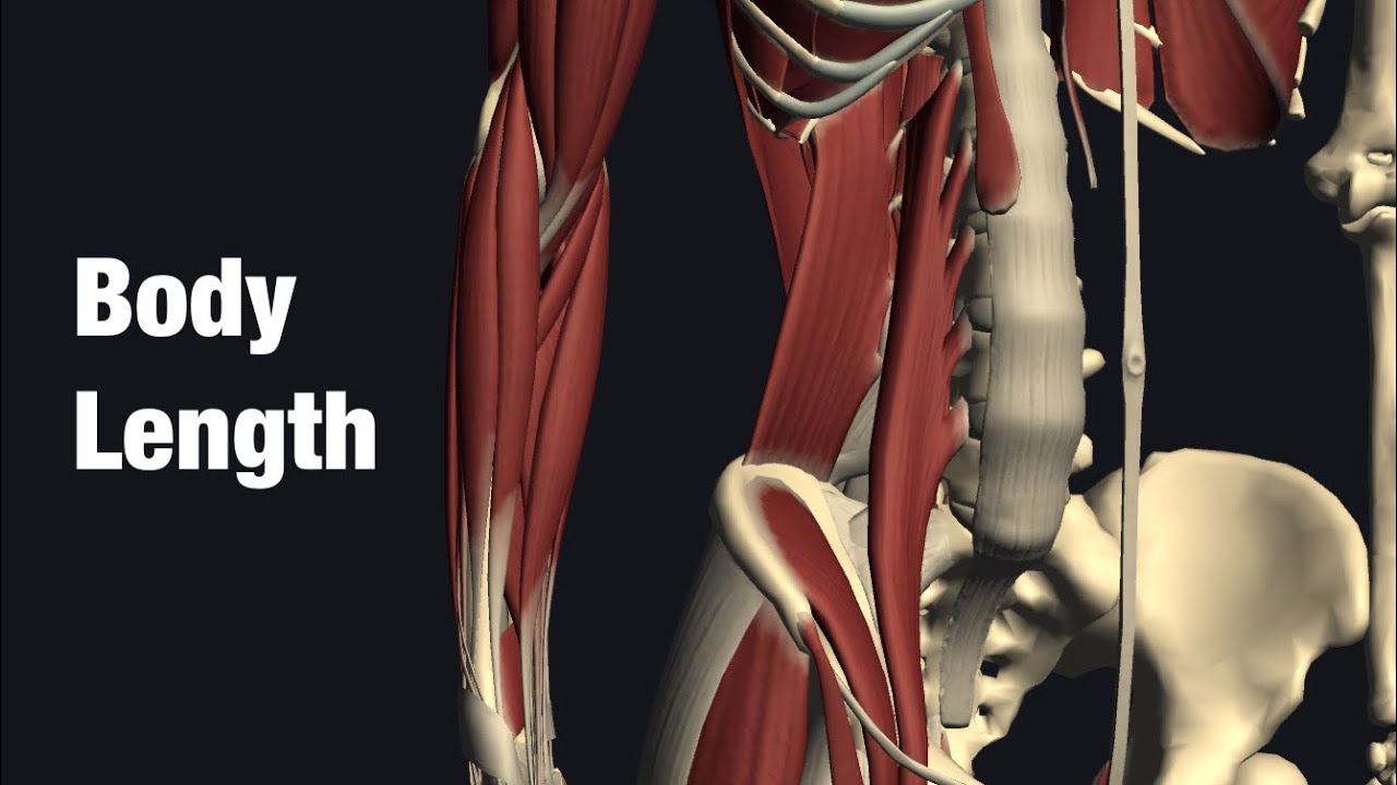 Muscle anatomy related for core length - YouTube