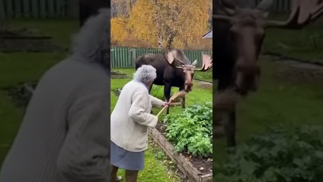 Brave Granny SCARES Off a MOOSE in Her Backyard!