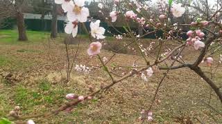 Flores De Durazno Con Marin Marais Viola Du Gamba