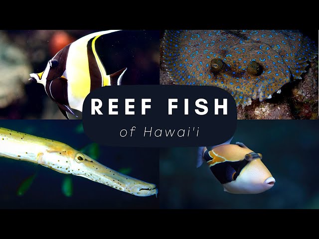 Top 20 Reef Fish found in Hawai'i 