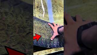 Arapaima Peștele Uriaș Cu Armură Naturală Știai Asta?