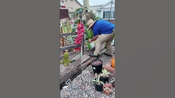 Day 68 in the garden - Settling Landscape Materials #garden #gardening #diy #landscape