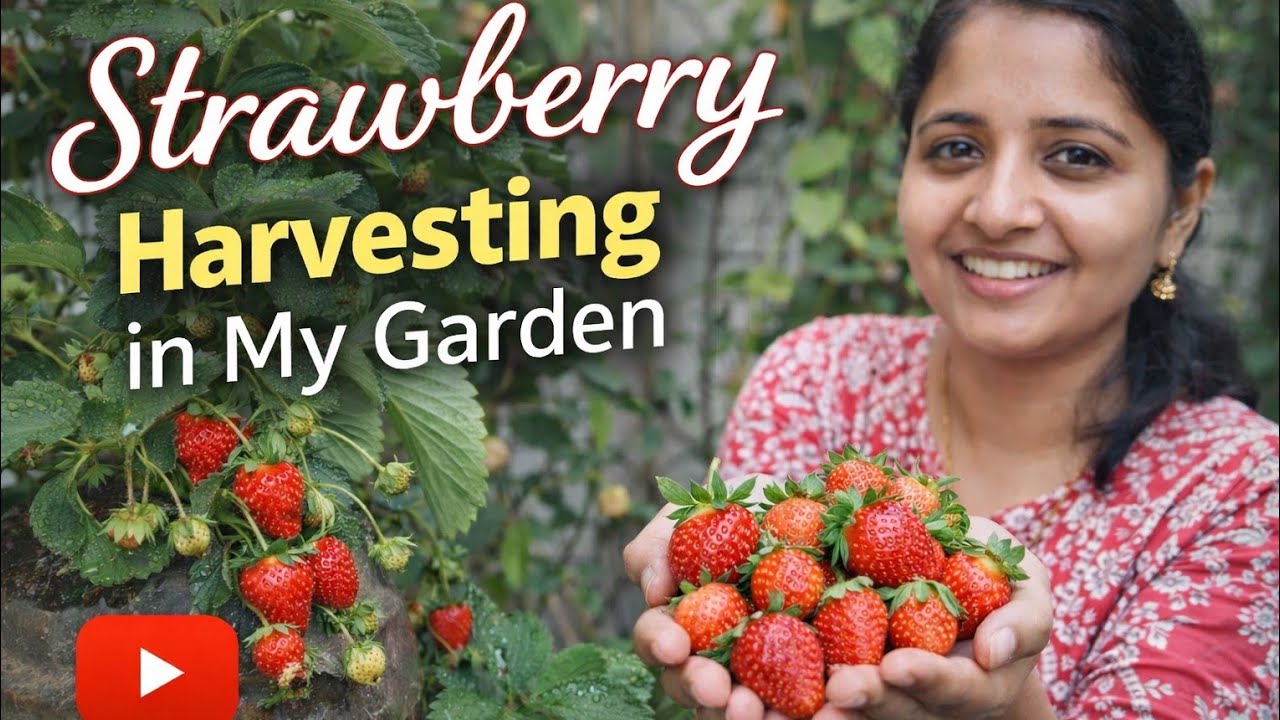 Home grown strawberry harvest day ❤️ # homegarden #naturalhealth #organicfarming #organic #healthy