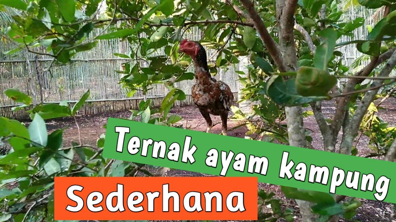 Ternak ayam kampung sederhana 