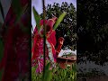 rajput sahn #love #song 💕👌😍#shortvideo