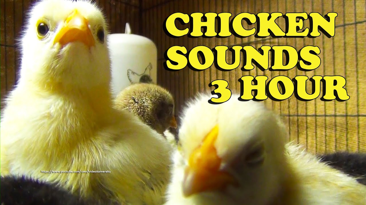 Chicken Chicks Sounds 3 Hour 40 Minute YouTube