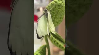 Ascia Monuste The Great Southern White