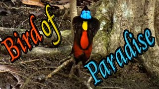 🦜 Bird of Paradise Courtship Dance 🕺💃 by tletter 1,236 views 1 year ago 5 minutes, 34 seconds
