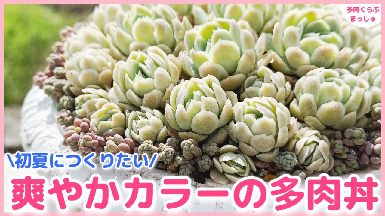 多肉植物】爽やかカラーの多肉丼✨エレガンスとダシフィルム＆パープル