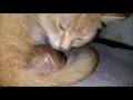 4 Newborn red kittens; giving birth in action, geboorte van rode kittens.