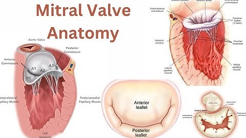 Mitral Valve Anatomy | Structures and Functions