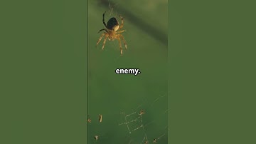 Exploding Ants Actually Exist! 💥🐜