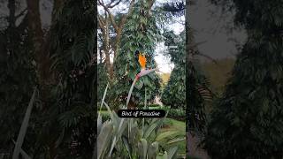 #birdofparadise #flower #exoticflower #botanylovers #botany
